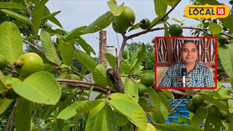 Guava Buying Tips: अमरूद मीठा है या फीका? बाजार में मीठा अमरूद खरीदते समय इन 6 चीजों को जरूर करें चेक