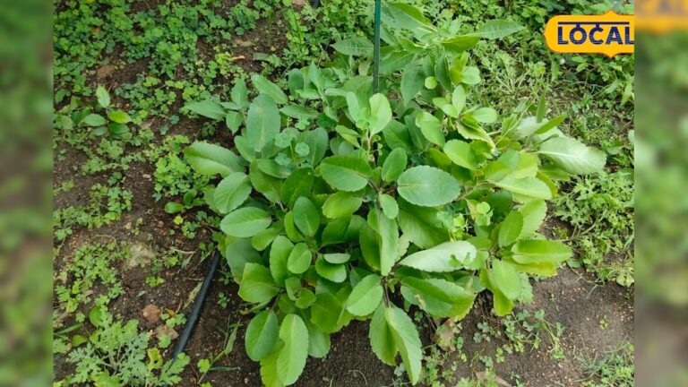 बारिश में लगाइए ‘पथरचटा’ का पौधा! एक पत्ते से होगा तैयार, घाव भरने से लेकर पथरी में माना जाता है बेहद उपयोगी