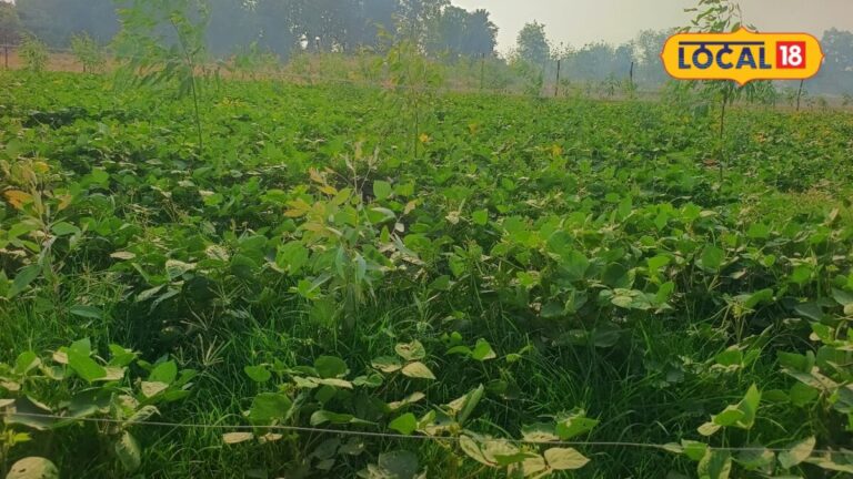 अरहर और मक्के की फसल में खरपतवार से हैं परेशान, तो फौरन अपनाएं ये आसान उपाय तभी बचेगी पूरी फसल