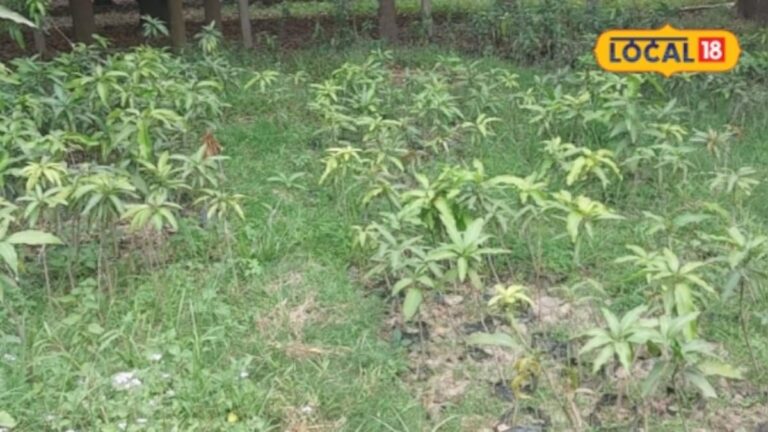 Nursery Business Idea: ₹2 लगाकर कमाएं ₹100, इस बिजनेस में 50 गुना मुनाफा; जानें कैसे करें शुरुआत