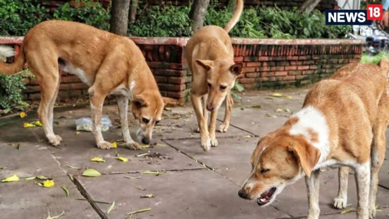 कुत्तों की लड़ाई से भड़का मालिक, उठाई बंदूक और आवारा कुत्ते को मार दी गोली, पुलिस ने किया गिरफ्तार