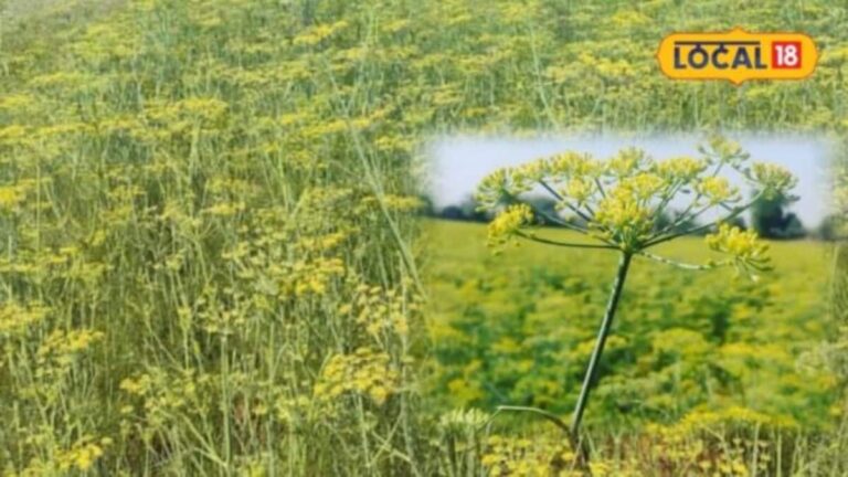 राजस्थान से गुजरात तक छाई आबू सौंफ-440, ऊंझा मंडी की सौंफ को GI टैग, जानें क्यों खास है यहां की सौंफ