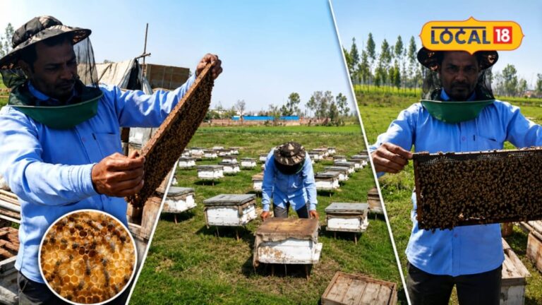 सहारनपुर में 90 दिवसीय मौनपालन प्रशिक्षण 16 सितंबर से शुरू, युवा 10 रुपये में सीखें शहद उत्पादन, पाएं स्वरोजगार के अवसर