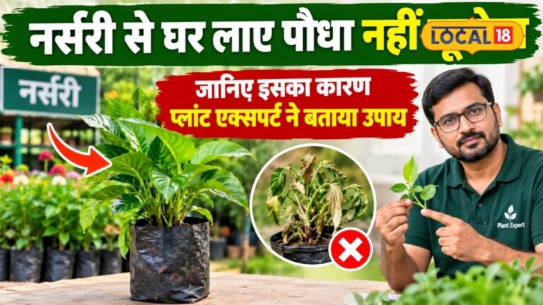 Gardening Tips: नर्सरी से पौधा खरीदकर घर लाए और अगले दिन सूख गया? जानें एक्सपर्ट की बताई 5 जरूरी बातें