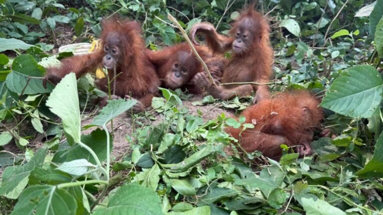 Balasore rare orangutan rescue। Digha hotel wildlife smuggling। डील टूटी, फिर जंगल में फेंके गए 5 दुर्लभ ओरंगुटान… STF जांच में सामने आया सच